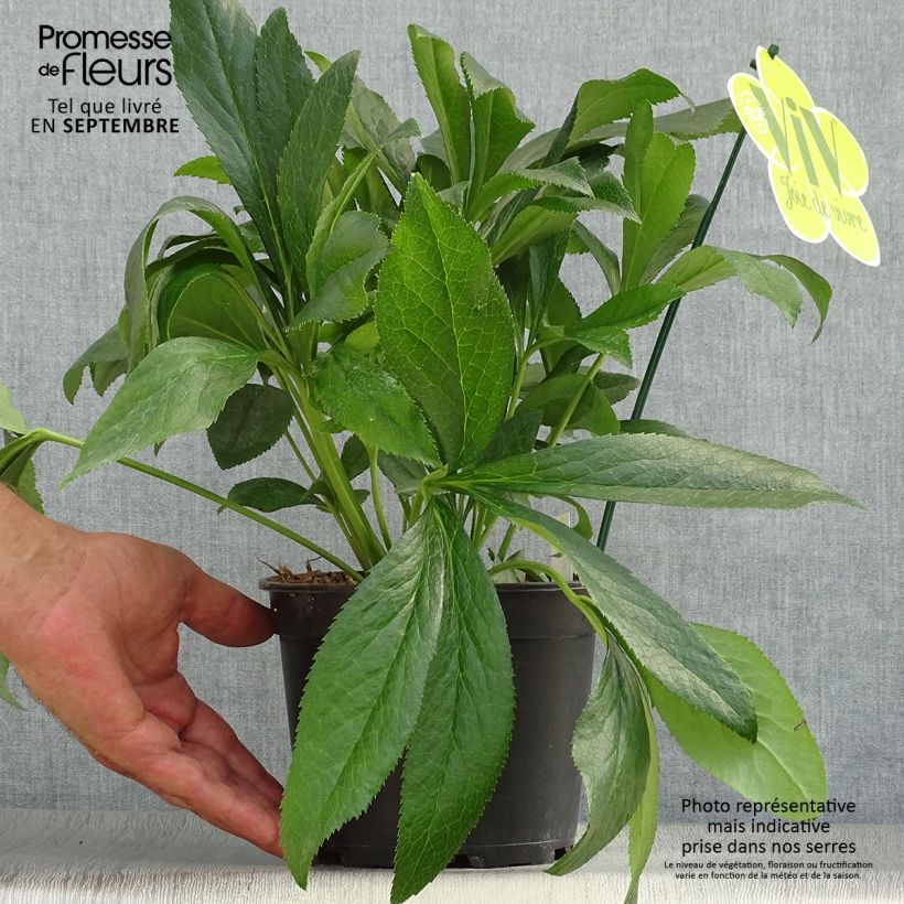 Esemplare di Helleborus ViV Elsa - Elleboro Vaso da 2L/3L come consegnato in autunno