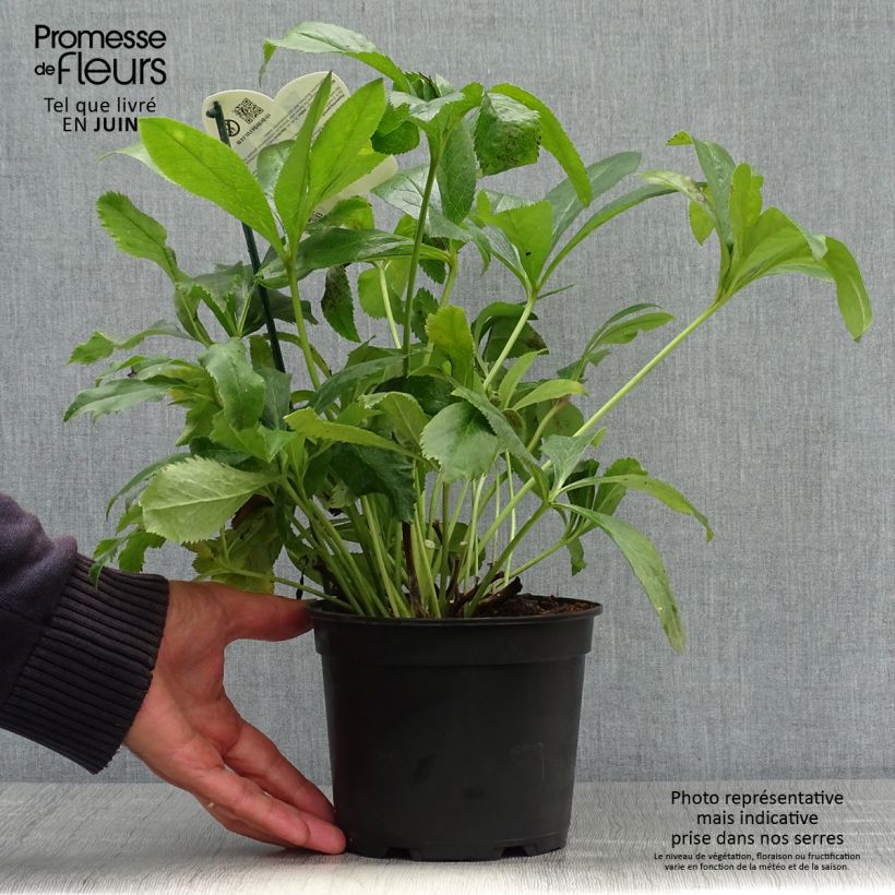 Esemplare di Helleborus ViV Elsa - Elleboro Vaso da 2L/3L consegnato in estate