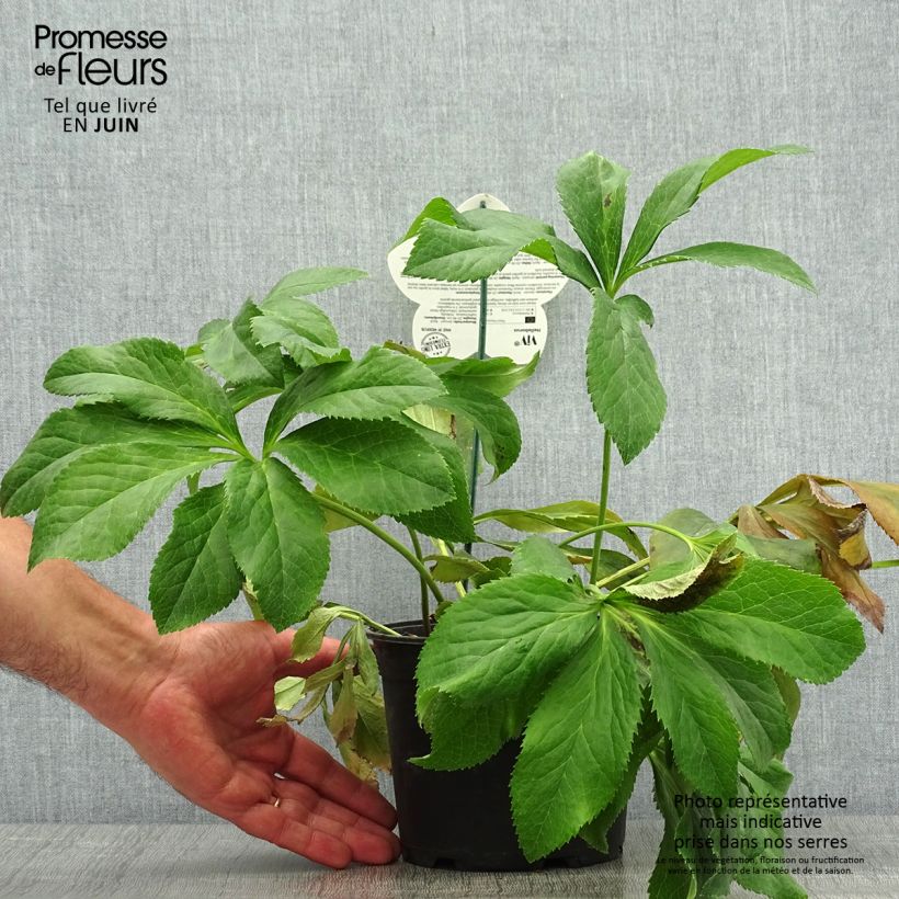Esemplare di Helleborus ViV Fiorentina - Elleboro Vaso da 2L/3L consegnato in estate