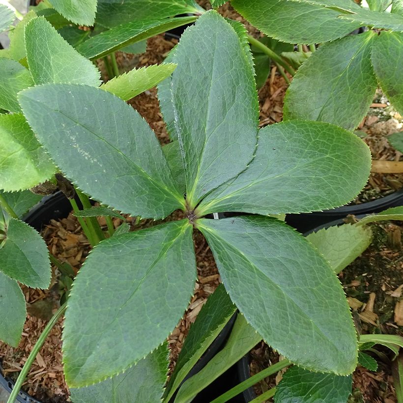 Helleborus ViV Giorgia - Elleboro (Fogliame)