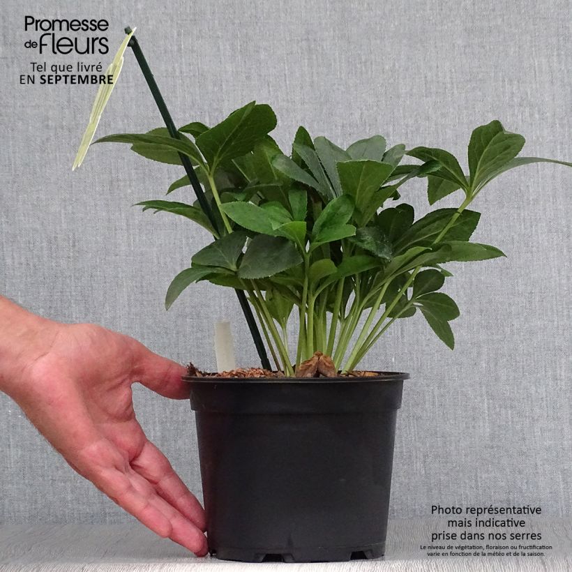 Esemplare di Helleborus ViV Halina - Elleboro Vaso da 2L/3L come consegnato in autunno