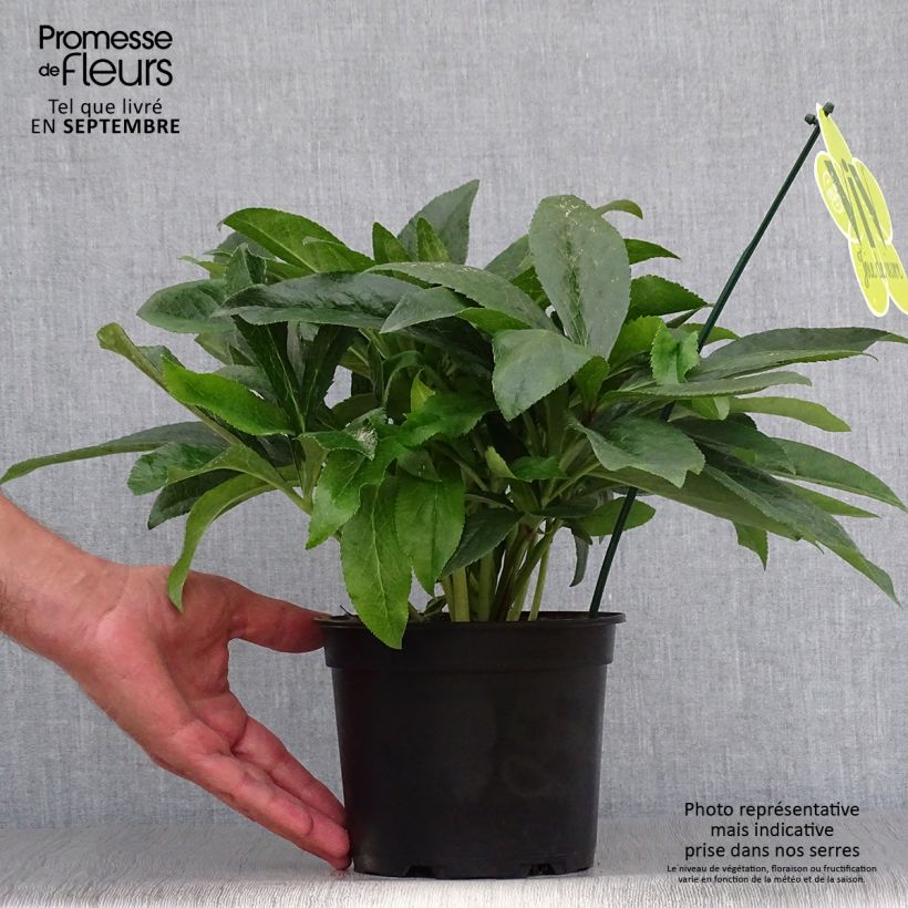 Esemplare di Helleborus ViV Laura - Elleboro Vaso da 2L/3L come consegnato in autunno