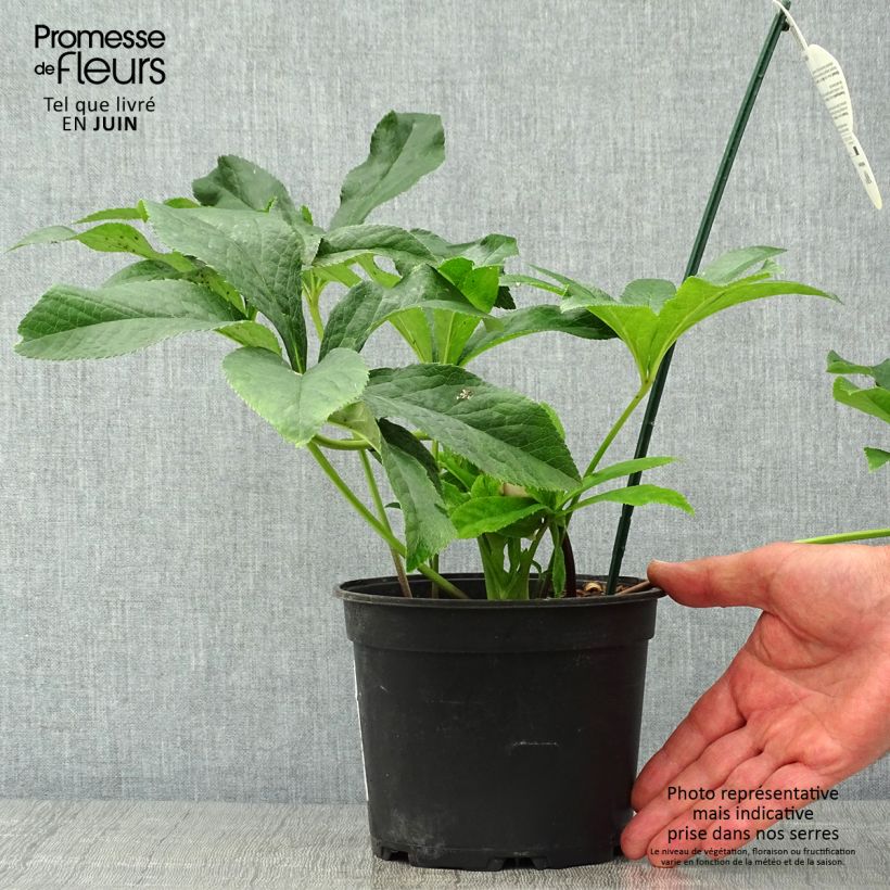 Esemplare di Helleborus ViV Laura - Elleboro Vaso da 2L/3L consegnato in estate