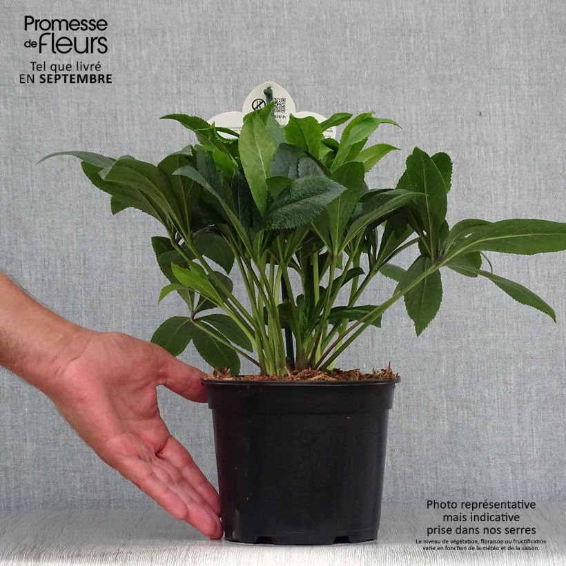 Esemplare di Helleborus ViV Liliana - Elleboro Vaso da 2L/3L come consegnato in autunno
