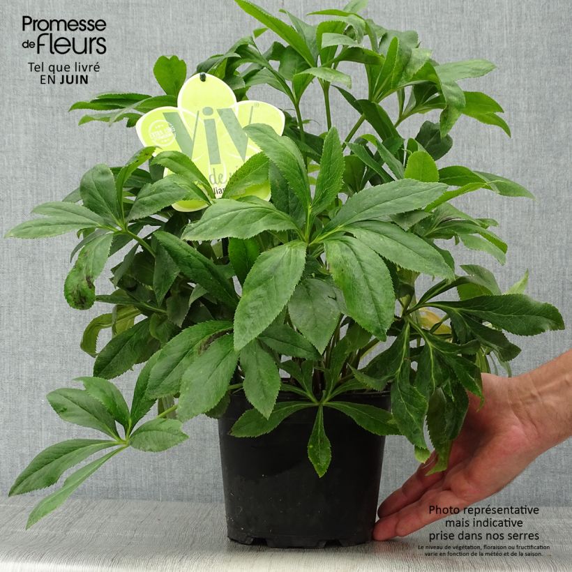 Esemplare di Helleborus ViV Liliana - Elleboro Vaso da 2L/3L consegnato in estate