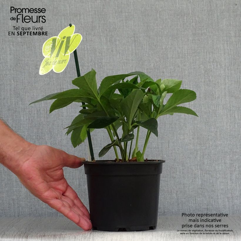 Esemplare di Helleborus ViV Lucrezia - Elleboro Vaso da 2L/3L come consegnato in autunno