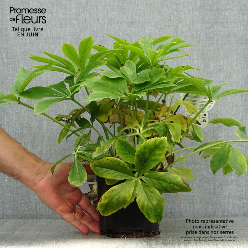 Esemplare di Helleborus ViV Lucrezia - Elleboro Vaso da 2L/3L consegnato in estate