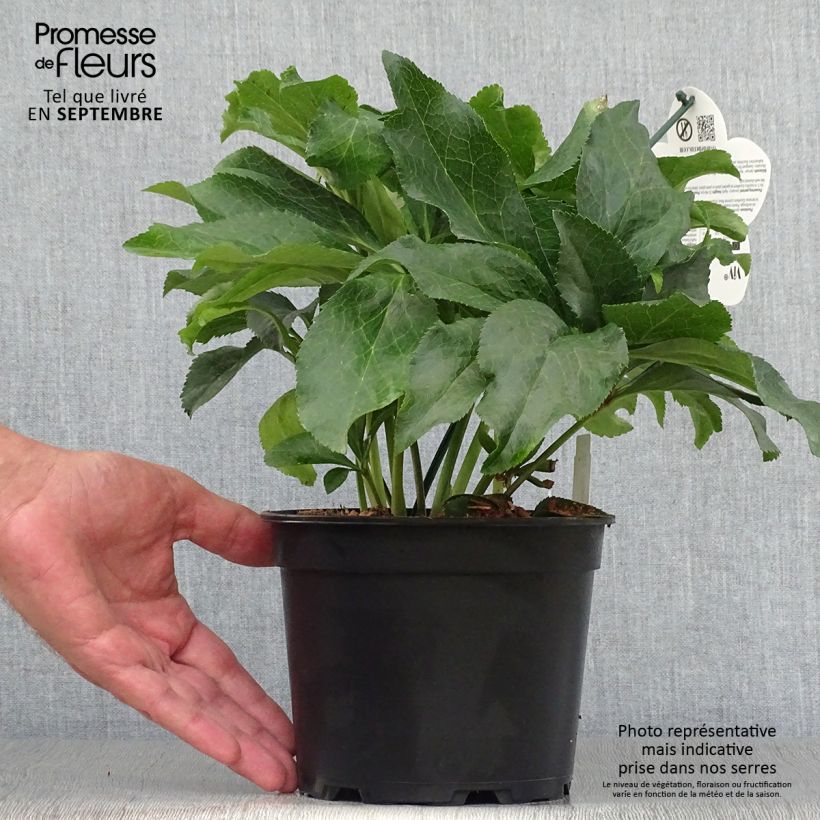 Esemplare di Helleborus ViV Micaela - Elleboro Vaso da 2L/3L come consegnato in autunno