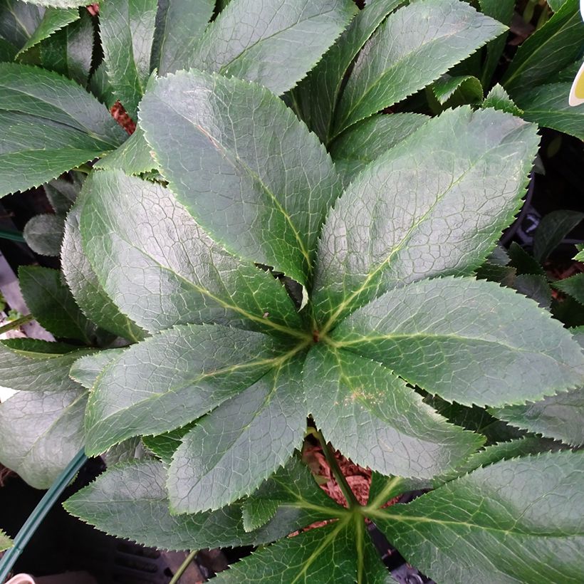 Helleborus ViV Milana - Elleboro (Fogliame)