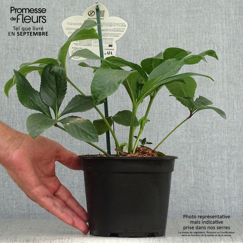 Esemplare di Helleborus ViV Milana - Elleboro Vaso da 2L/3L come consegnato in autunno