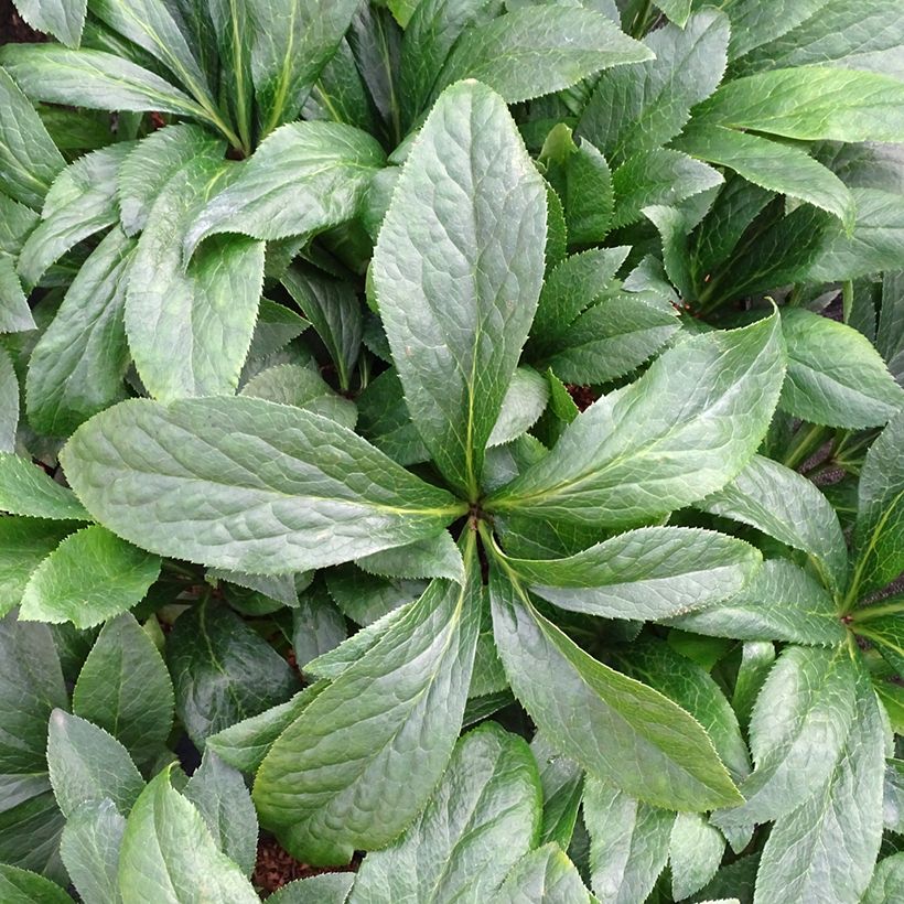 Helleborus ViV Patrizia - Elleboro (Fogliame)
