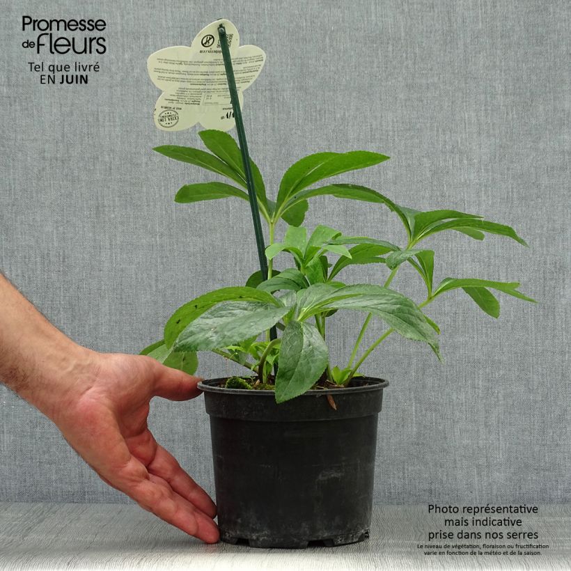 Esemplare di Helleborus ViV Patrizia - Elleboro Vaso da 2L/3L consegnato in estate