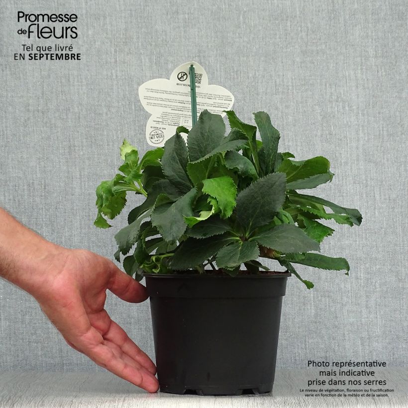 Esemplare di Helleborus ViV Stefania - Elleboro Vaso da 2L/3L come consegnato in autunno