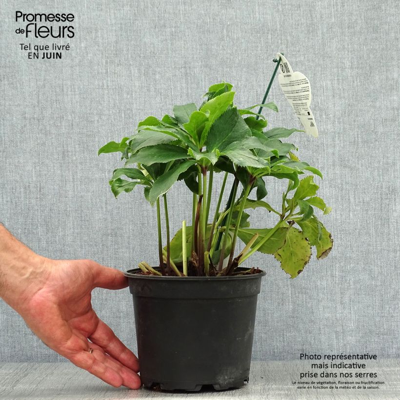 Esemplare di Helleborus ViV Stefania - Elleboro Vaso da 2L/3L consegnato in estate