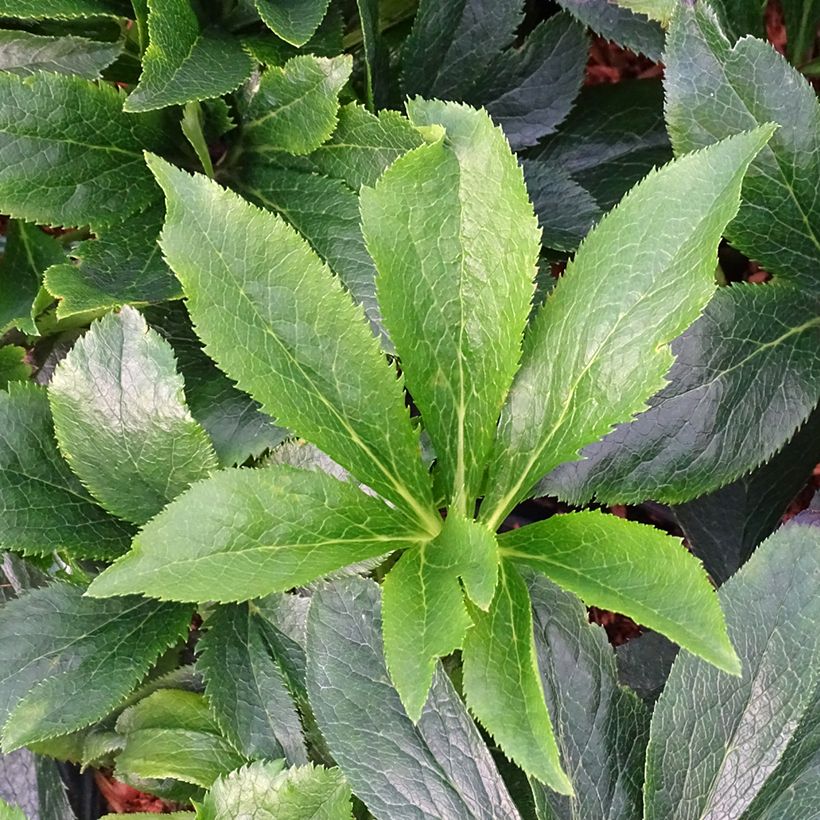 Helleborus ViV Suzanna - Elleboro (Fogliame)