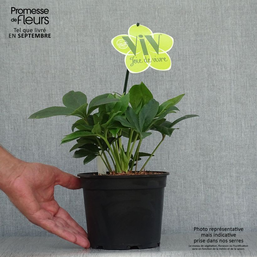 Esemplare di Helleborus ViV Teresa - Elleboro Vaso da 2L/3L come consegnato in autunno