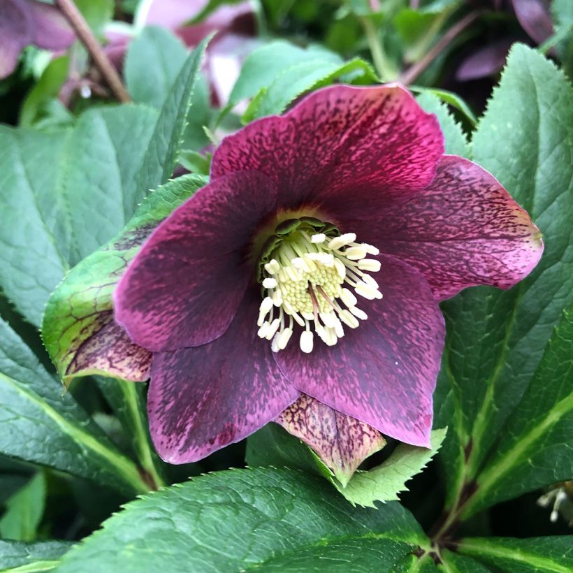Helleborus ViV Victoria - Elleboro (Fioritura)
