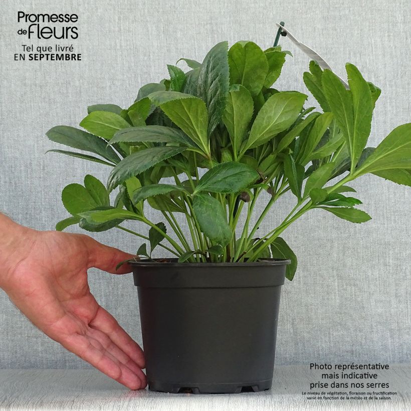 Esemplare di Helleborus ViV Victoria - Elleboro Vaso da 2L/3L come consegnato in autunno