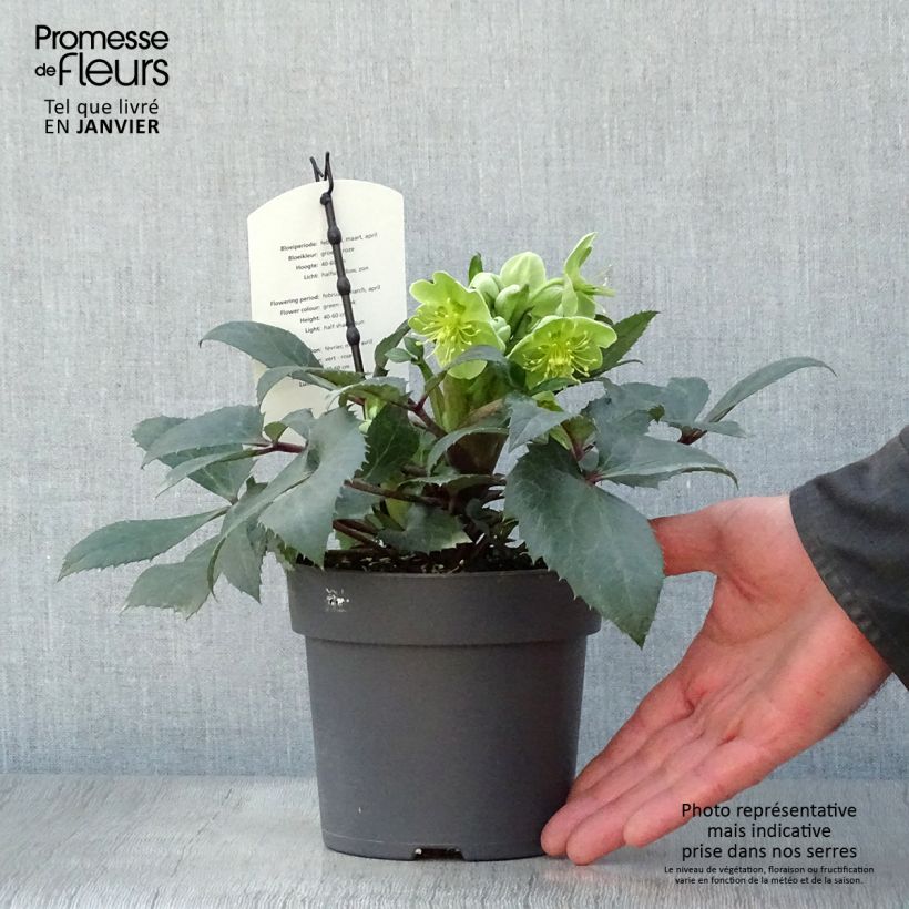 Helleborus sternii Boughton Beauty - Elleboro Vaso da 1L/1,5L esemplare consegnato in inverno