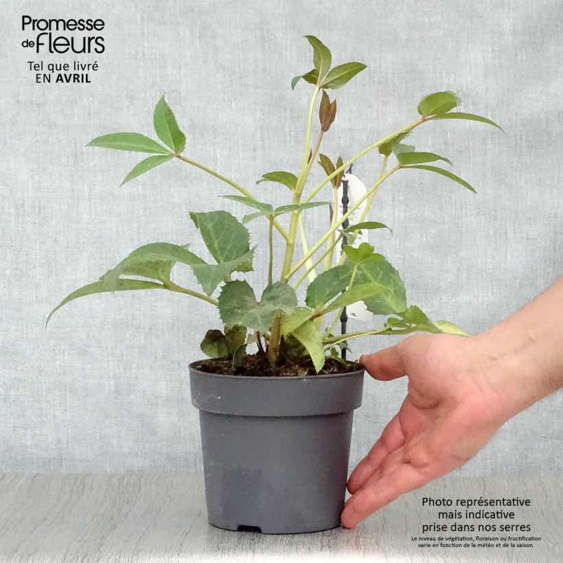 Helleborus sternii Boughton Beauty - Elleboro Vaso da 1L/1,5L esemplare consegnato in primavera
