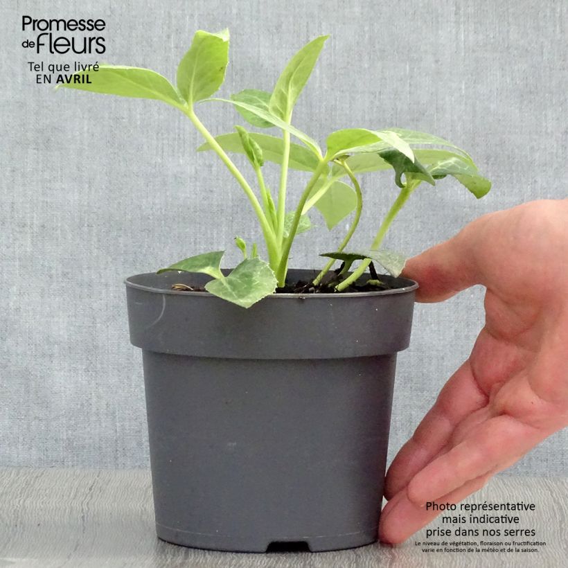 Helleborus sternii - Elleboro Vaso da Ø 12 cm / 13 cm esemplare consegnato in primavera