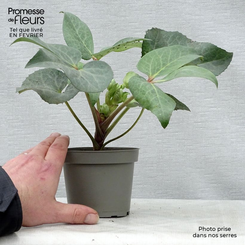 Helleborus sternii Remi - Elleboro Vaso da 1L/1,5L esemplare consegnato in inverno