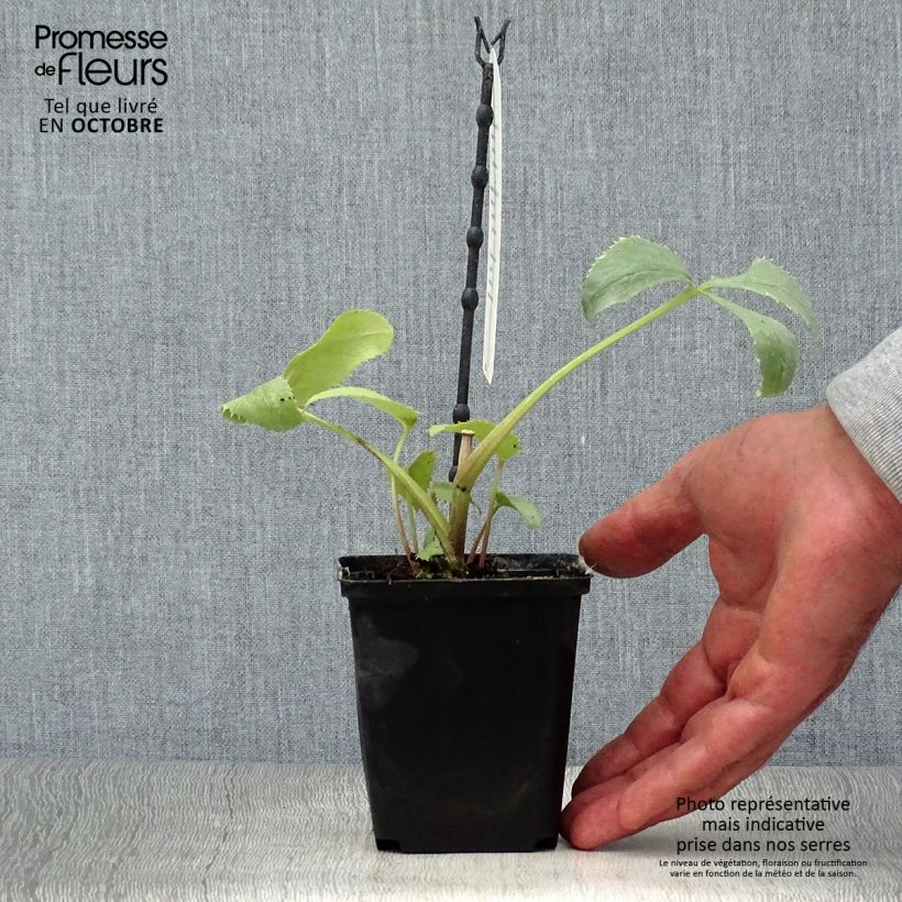 Esemplare di Helleborus sternii Remi - Elleboro Vaso da Ø 12 cm / 13 cm come consegnato in autunno