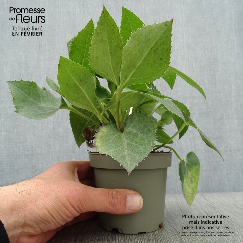 Helleborus sternii Remi - Elleboro Vaso da Ø 12 cm / 13 cm esemplare consegnato in inverno