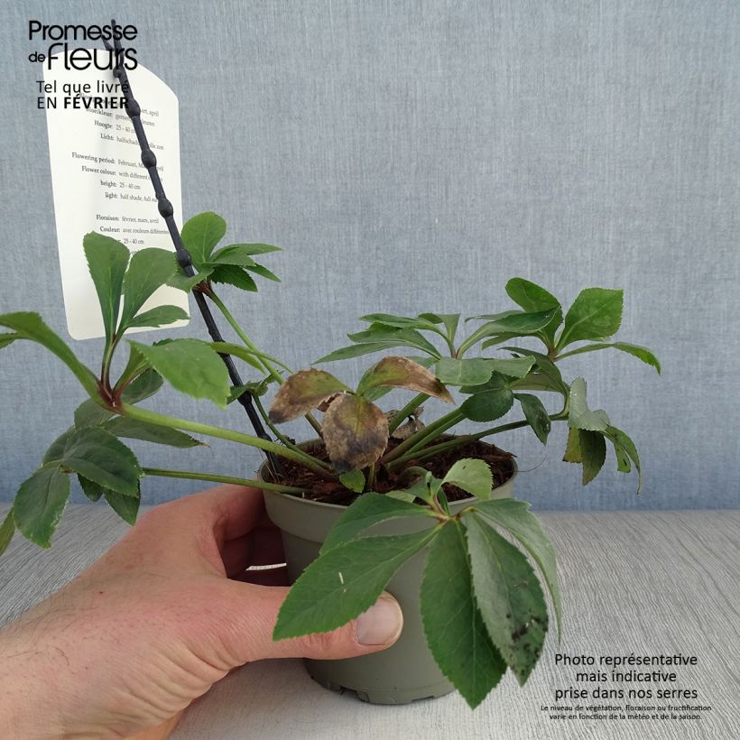 Helleborus torquatus Party Dress Hybriden - Elloboro Vaso da 1L/1,5L esemplare consegnato in inverno