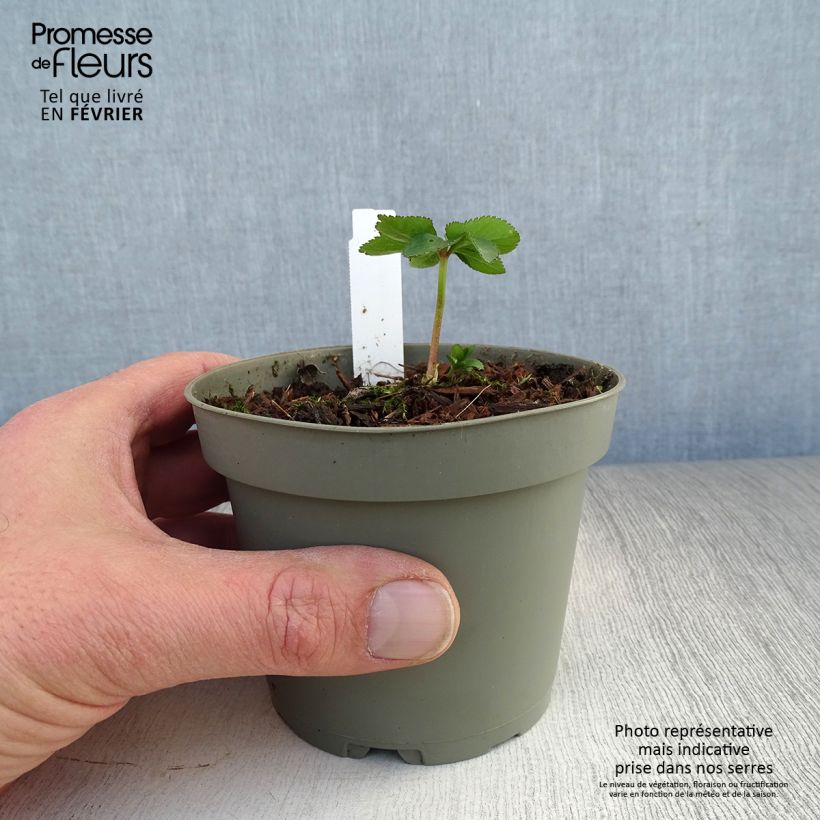 Helleborus torquatus - Elleboro Vaso da 1L/1,5L esemplare consegnato in inverno