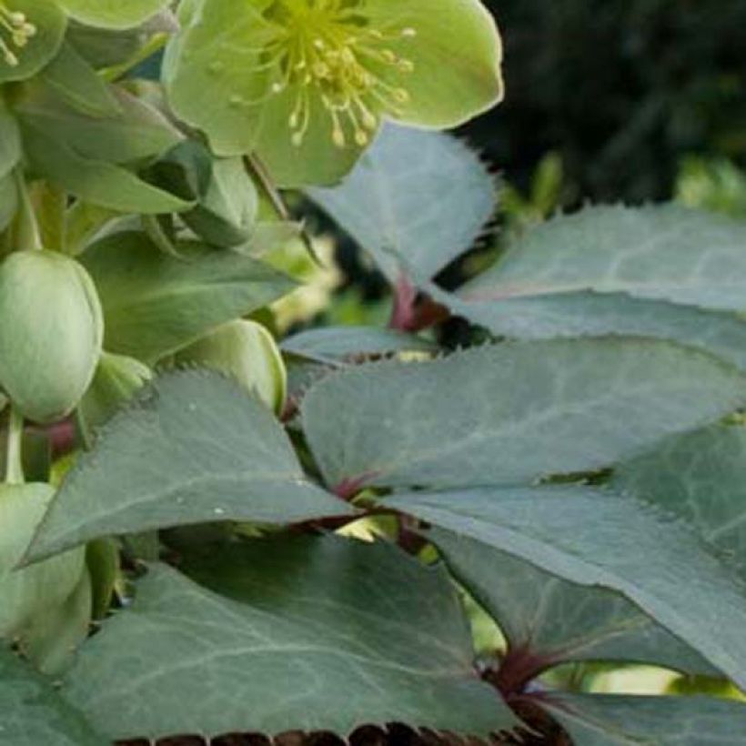 Helleborus sternii - Elleboro (Fogliame)