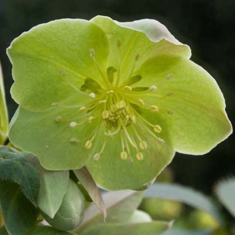 Helleborus sternii - Elleboro (Fioritura)