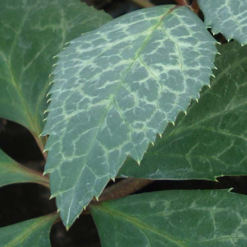 Helleborus Magic Leaves - Elleboro (Fogliame)