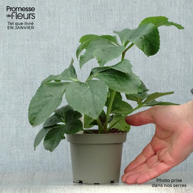 Helleborus orientalis subsp. abchasicus - Elleboro orientale Vaso da Ø 12 cm / 13 cm esemplare consegnato in inverno
