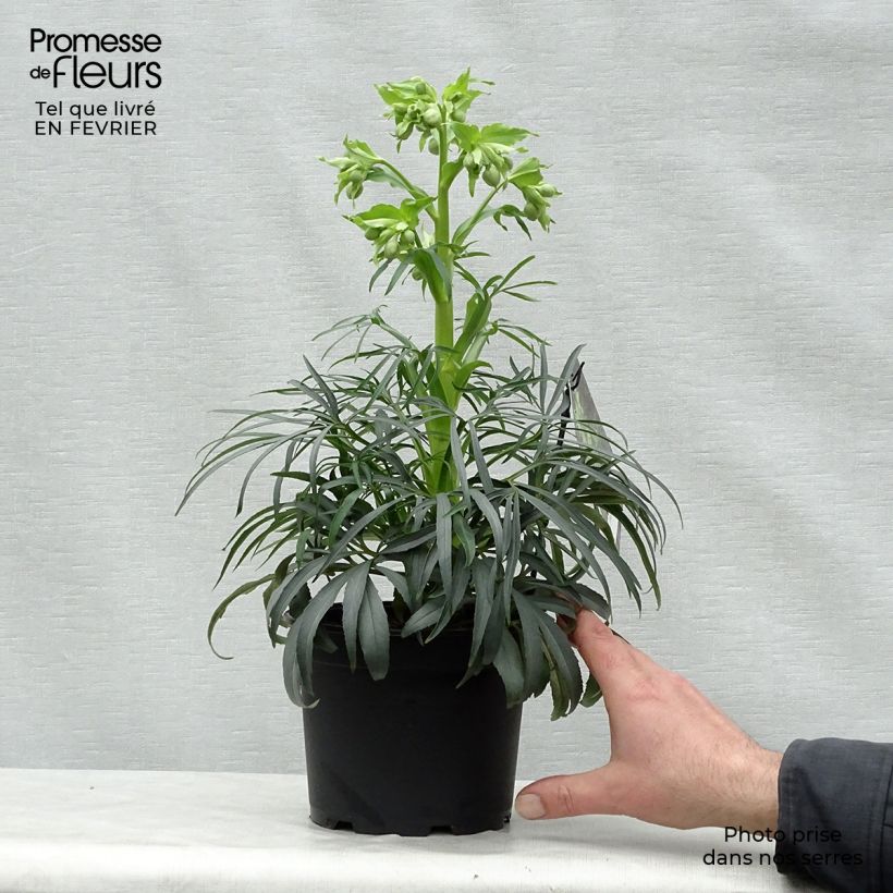 Helleborus foetidus Sopron - Elleboro puzzolente Vaso da 1L/1,5L esemplare consegnato in inverno
