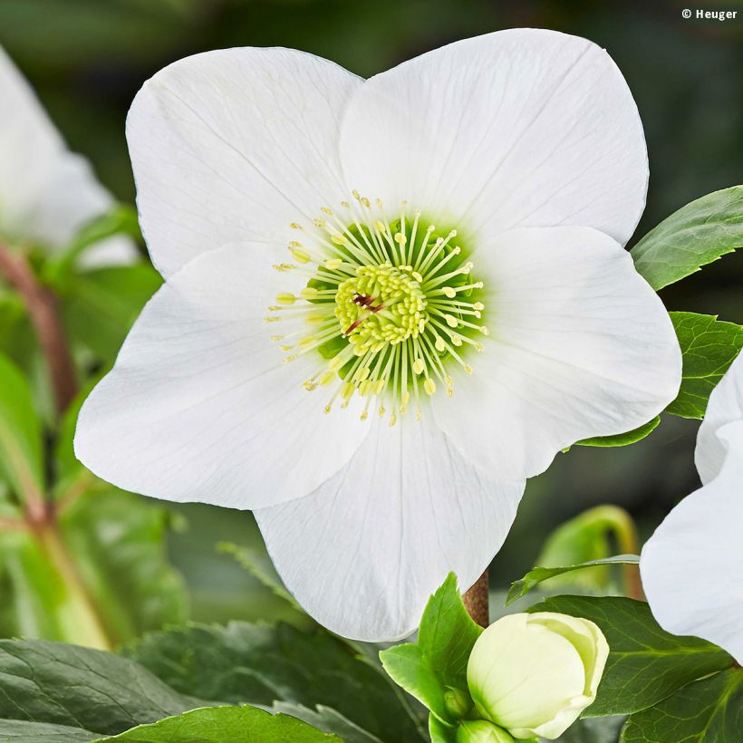 Helleborus lemperii HGC Lisann - Elleboro (Fioritura)