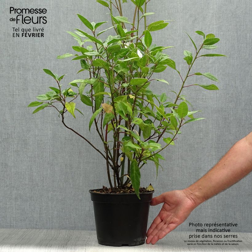 Esemplare di Helwingia chinensis Vaso da 2L/3L come consegnato in autunno