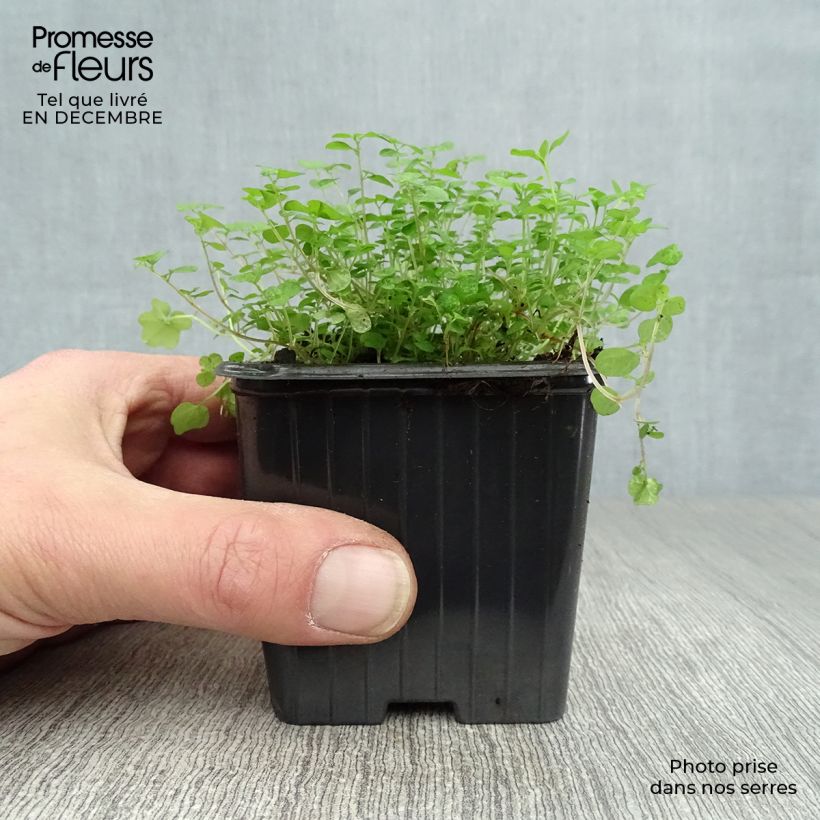 Helxine soleirolii Vasetto da 7/8 cm esemplare consegnato in inverno