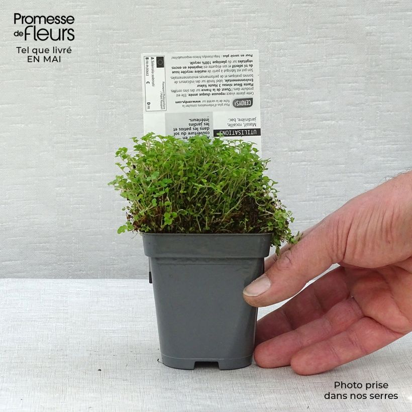 Helxine soleirolii Vasetto da 7/8 cm esemplare consegnato in primavera