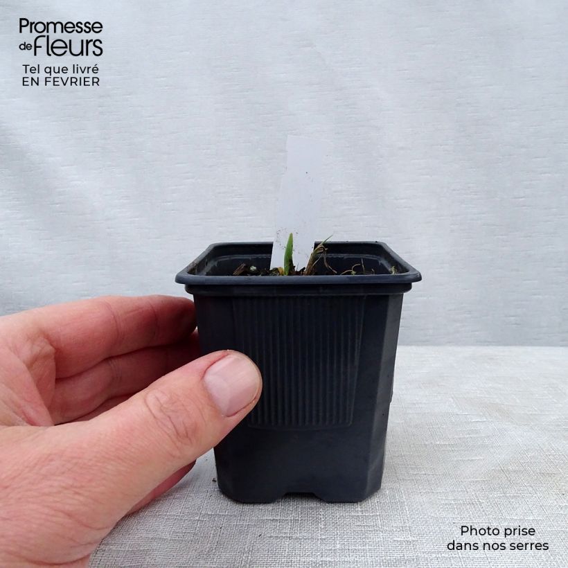 Hemerocallis Alice in Wonderland - Emerocallide Vasetto da 8/9 cm esemplare consegnato in inverno