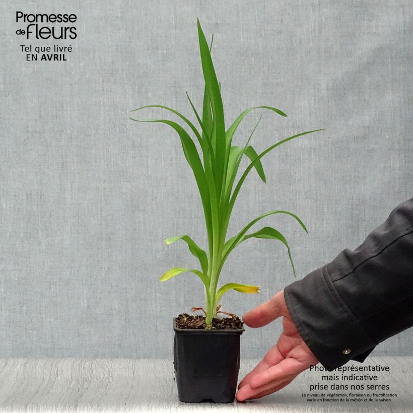 Hemerocallis Alice in Wonderland - Emerocallide Vasetto da 8/9 cm esemplare consegnato in primavera