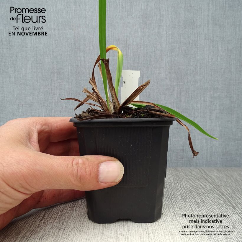 Esemplare di Hemerocallis Alice in Wonderland - Emerocallide Vasetto da 8/9 cm come consegnato in autunno