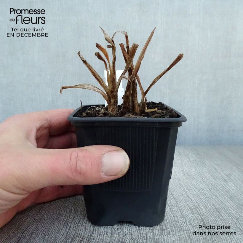 Hemerocallis American Revolution - Emerocallide Vasetto da 8/9 cm esemplare consegnato in inverno