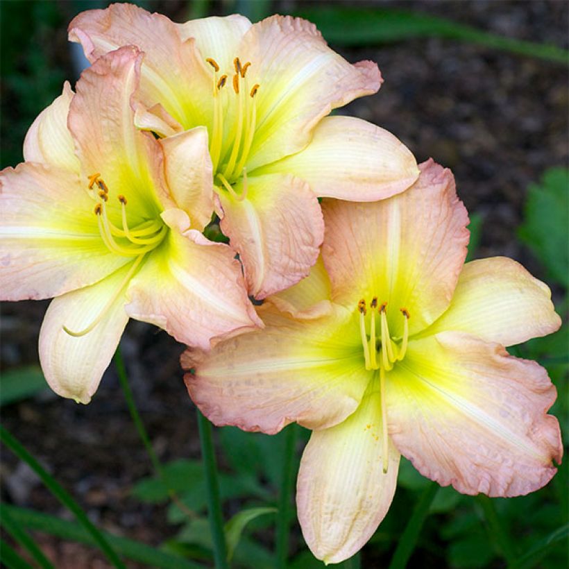 Hemerocallis Amy Stewart - Emerocallide (Fioritura)