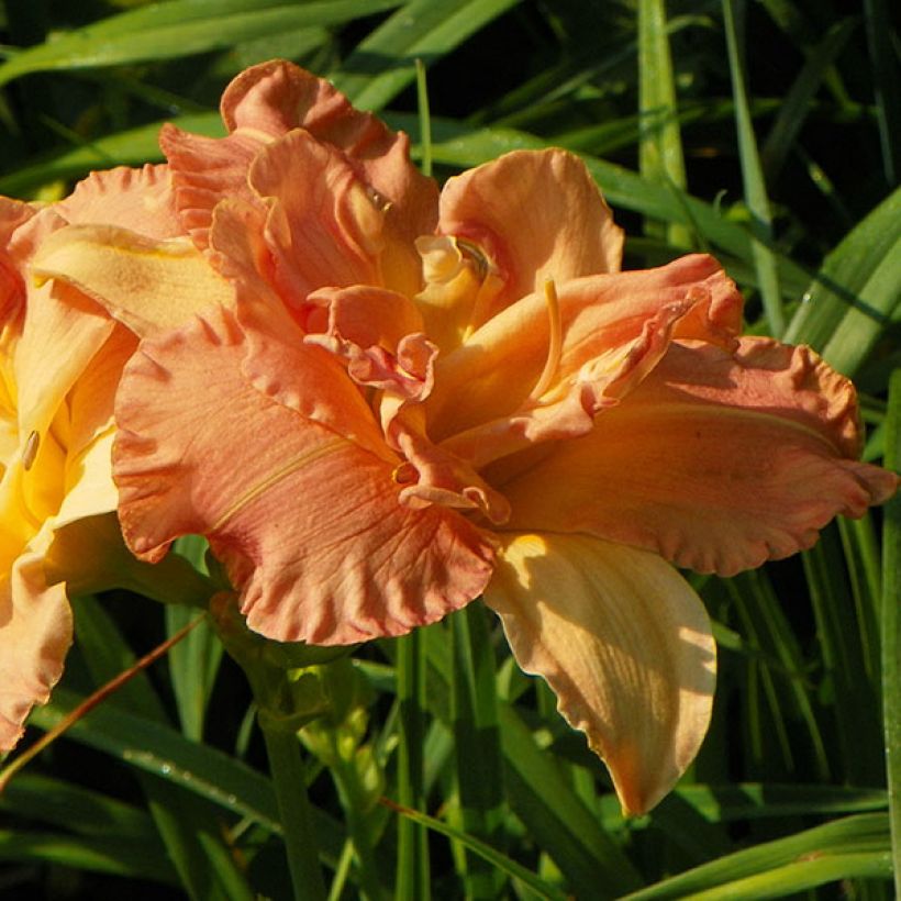 Hemerocallis Angelic Grin - Emerocallide (Fioritura)