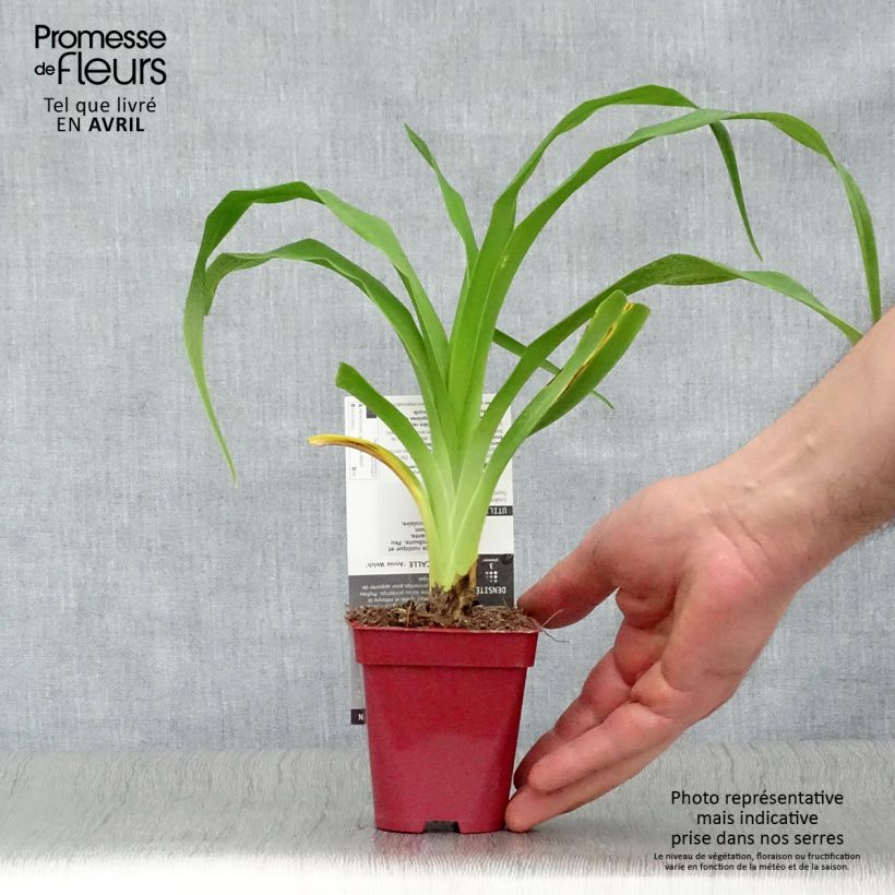 Hemerocallis Annie Welch - Emerocallide Vasetto da 7/8 cm esemplare consegnato in primavera