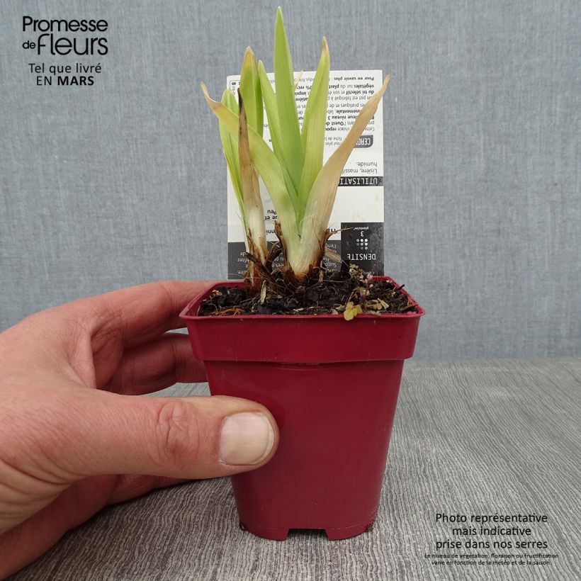 Hemerocallis Annie Welch - Emerocallide Vasetto da 7/8 cm esemplare consegnato in inverno