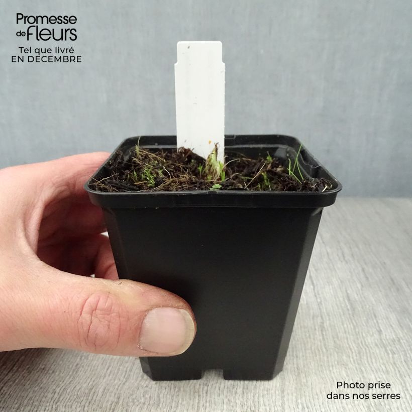 Hemerocallis Arctic Snow - Emerocallide Vasetto da 8/9 cm esemplare consegnato in inverno