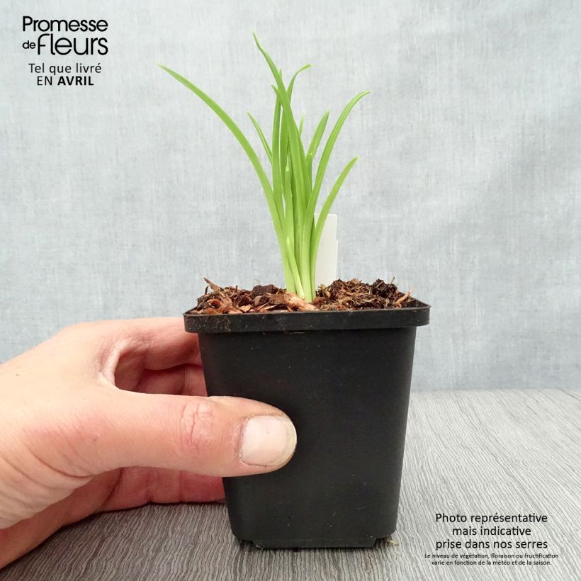 Hemerocallis Arctic Snow - Emerocallide Vasetto da 8/9 cm esemplare consegnato in primavera