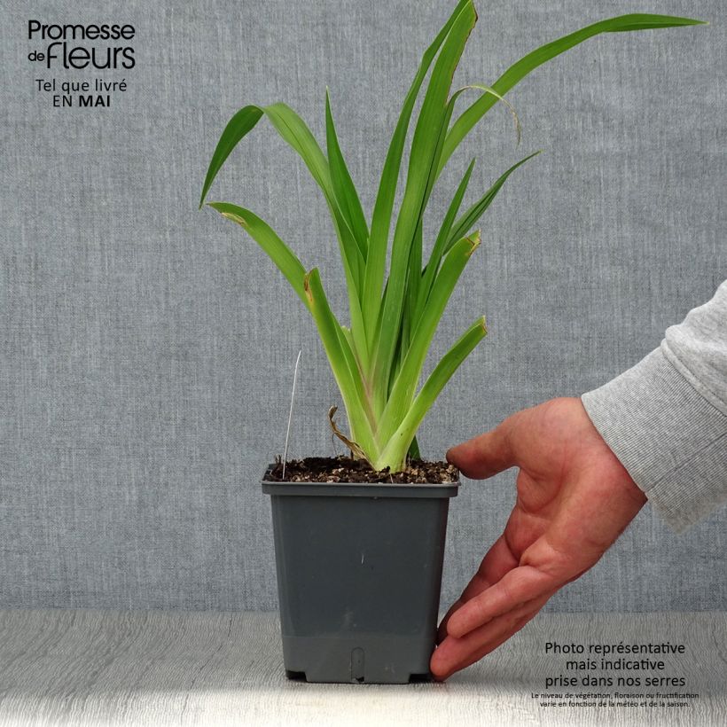 Hemerocallis Baracuda Bay - Emerocallide Vaso da 1L/1,5L esemplare consegnato in primavera